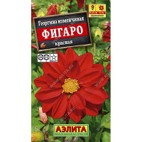 Георгин Фигаро красный махр. Аэлита Ц