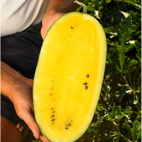 Арбуз Шуга Еллоу Аэлита Ц