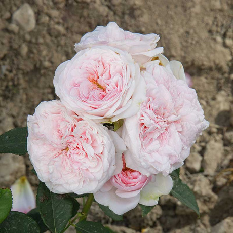 Роза чайно-гибридная Тсумуги Садовита