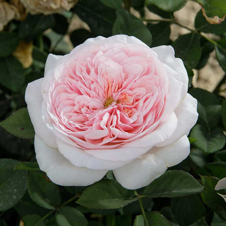 Роза чайно-гибридная Тсумуги Садовита