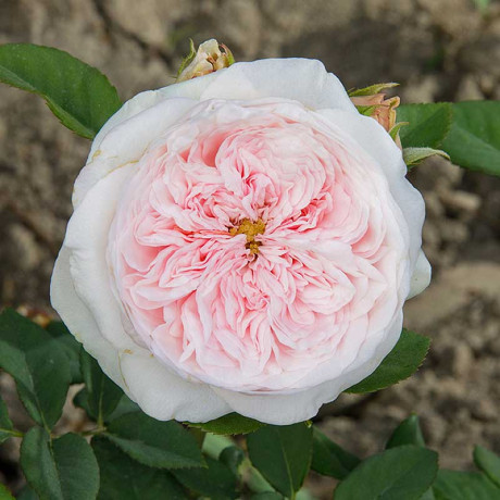 Роза чайно-гибридная Тсумуги Садовита