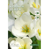 Колхикум Альбум 13/+ 1 шт Садовита