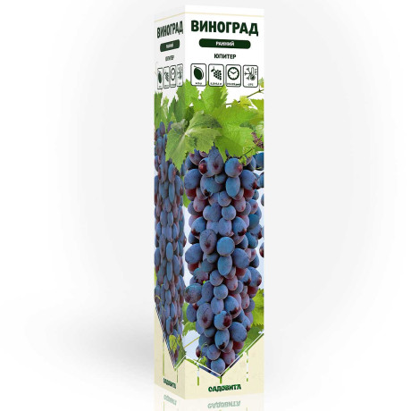 Виноград Юпитер ранний Садовита