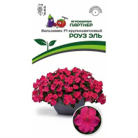 Бальзамин Уоллера Роуз Эль Партнер Ц