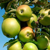 Яблоня Янтарное ожерелье колоновидная Садовита