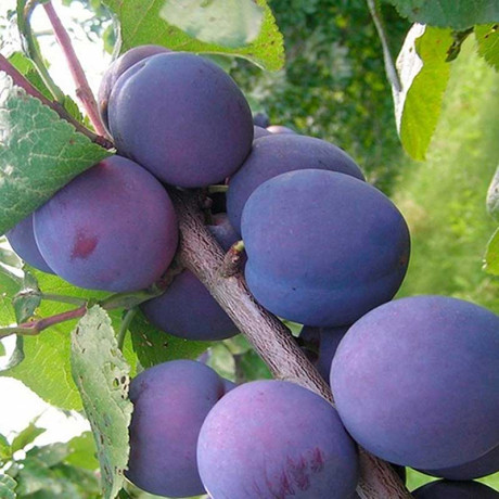 Слива Евразия Садовита