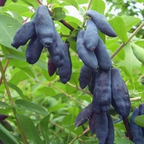 Жимолость Сильгинка Садовита