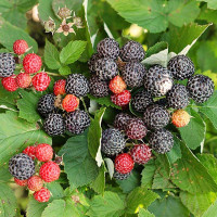 Ежемалина Кумберленд Садовита