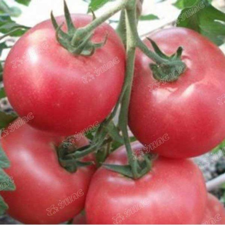 Семена Томат Пинк Парадайз (Нидерланды) Каприс