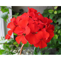 Пеларгония зональная Люстра Скарлет Поиск Ц