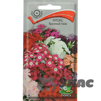 Флокс Красивый гном Поиск Ц