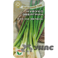 Лук на зелень Нубуко Эвергрин СибСад Ц