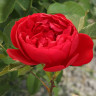 Роза плетистая Флорентина Садовита
