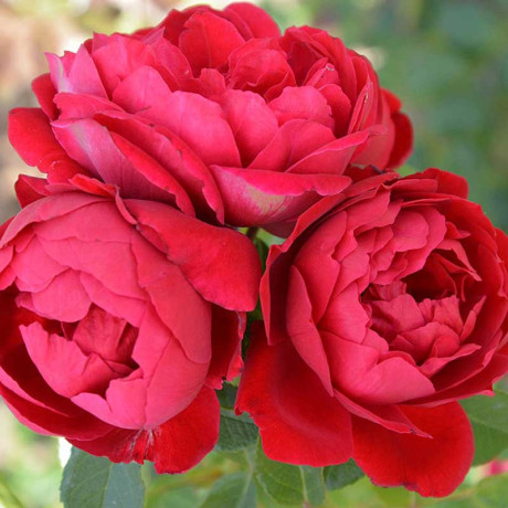 Роза плетистая Флорентина Садовита