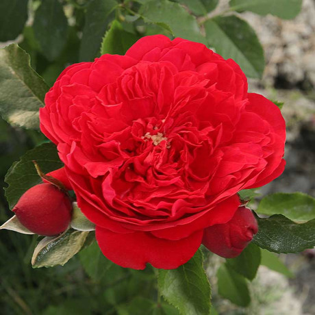 Роза плетистая Флорентина Садовита