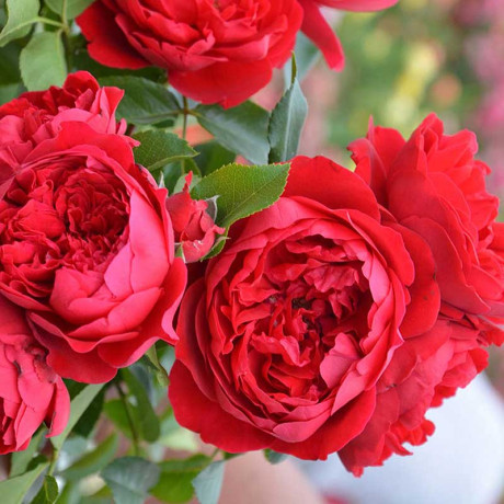 Роза плетистая Флорентина Садовита