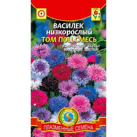 Василек Том Поц Плазма Ц