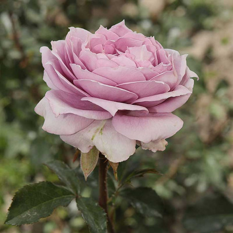 Роза флорибунда Новалис Садовита