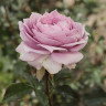 Роза флорибунда Новалис Садовита