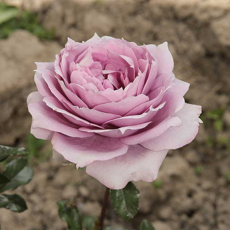 Роза флорибунда Новалис Садовита