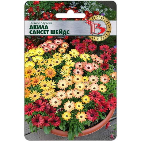 Остеоспермум Акила Сансет Шейдс Биотехника Ц