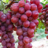 Виноград Красная роза среднеранний Садовита