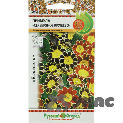 Примула Серебряное кружево НК Ц