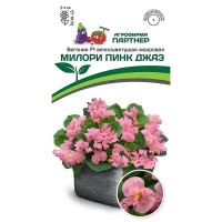 Ком Бегония Милори Пинк Джаз вечноцвет Партнер Ц