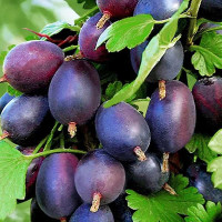 Крыжовник Грушенька Садовита