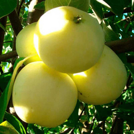 Яблоня Белый налив (полукарлик) Садовита