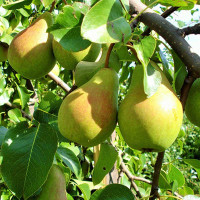 Груша Северянка Садовита