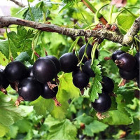 Йошта Крона Садовита