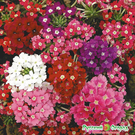 Вербена Идеал смесь НК Ц