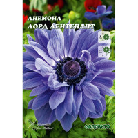 Sum5520 Шоу-Бокс Анемона Лорд Лейтенант 5/6 200 шт Садовита