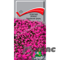 Лобелия Королевский дворец Поиск Ц