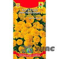 Бархатцы Малыш Голд Плазма Ц