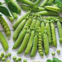 Горох Изюмчик СибСад Ц