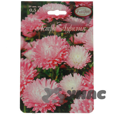 К Астра Аурелия Каприс