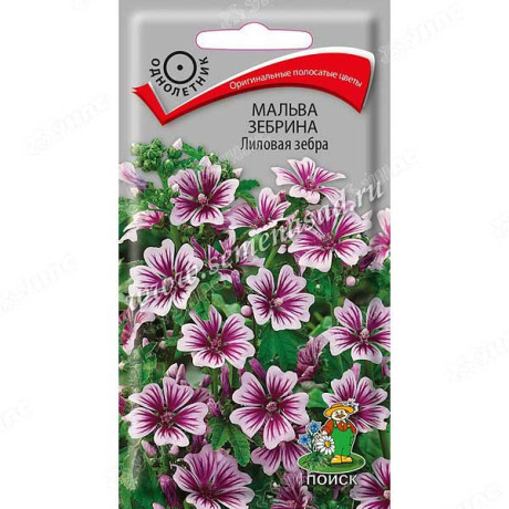 Мальва зебрина Лиловая зебра Поиск Ц