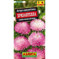 Астра Хризантелла люби меня нежно Аэлита Цх10