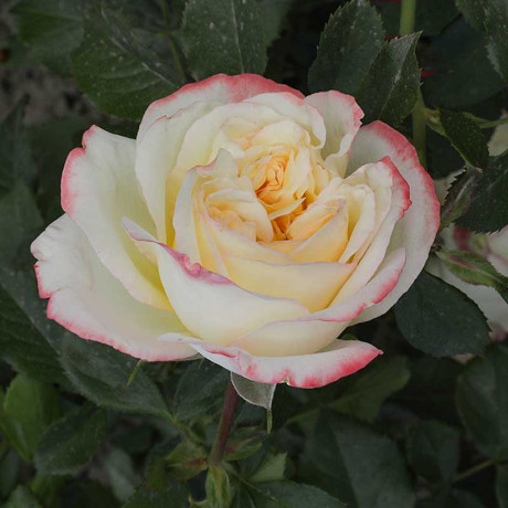 Роза чайно-гибридная Холидей Айленд Фиджи Садовита