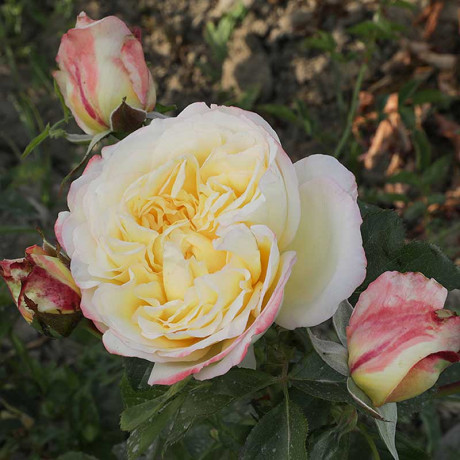 Роза чайно-гибридная Холидей Айленд Фиджи Садовита