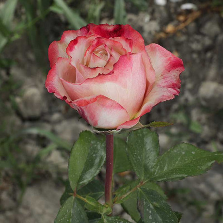 Роза чайно-гибридная Холидей Айленд Фиджи Садовита