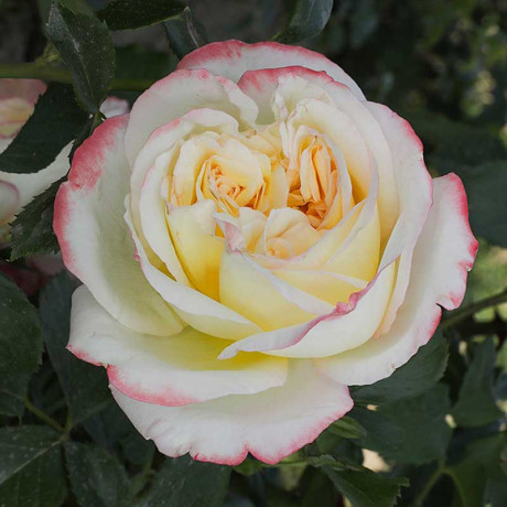 Роза чайно-гибридная Холидей Айленд Фиджи Садовита