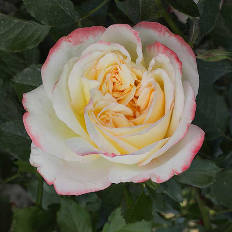 Роза чайно-гибридная Холидей Айленд Фиджи Садовита