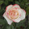 Роза чайно-гибридная Холидей Айленд Фиджи Садовита