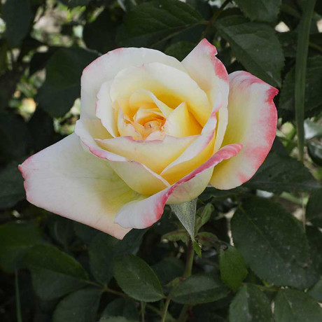 Роза чайно-гибридная Холидей Айленд Фиджи Садовита