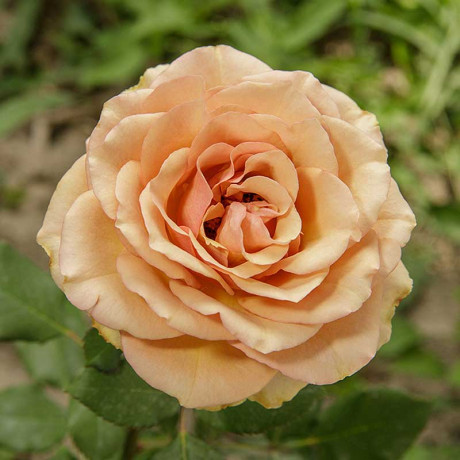 Роза чайно-гибридная Маракеш Садовита