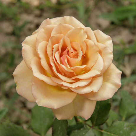 Роза чайно-гибридная Маракеш Садовита