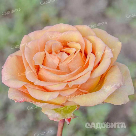 Роза чайно-гибридная Маракеш Садовита